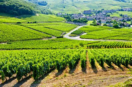 Route du vin en Bourgogne