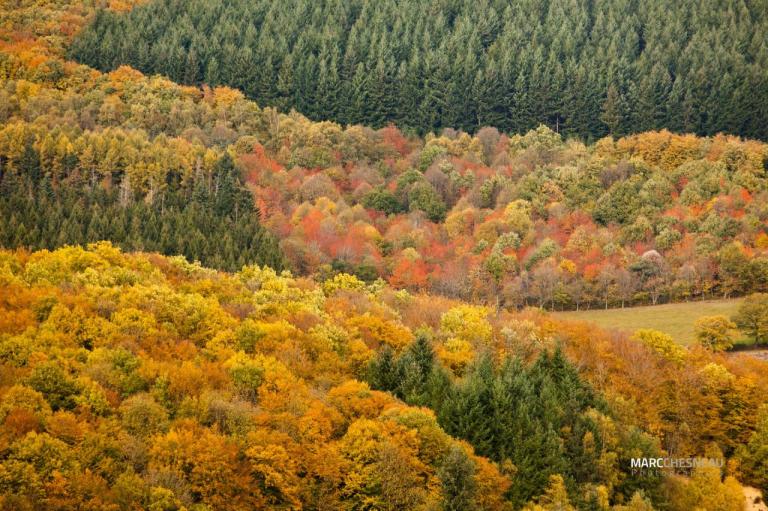 Les forêts du Morvan en automne