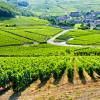 Route du vin en Bourgogne