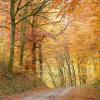 Sous bois en automne